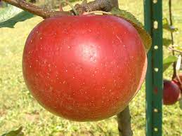 Apple Betsy Deaton