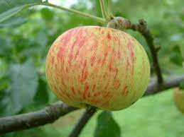 Apple Bevins Favorite