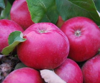 Apple Bismarck