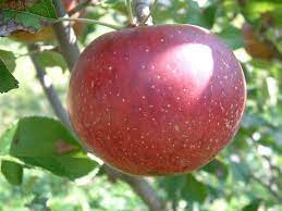 Apple Black Amish