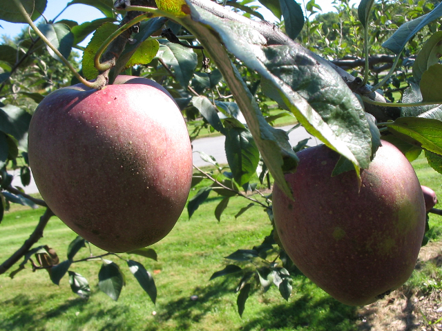Apple Black Gilliflower