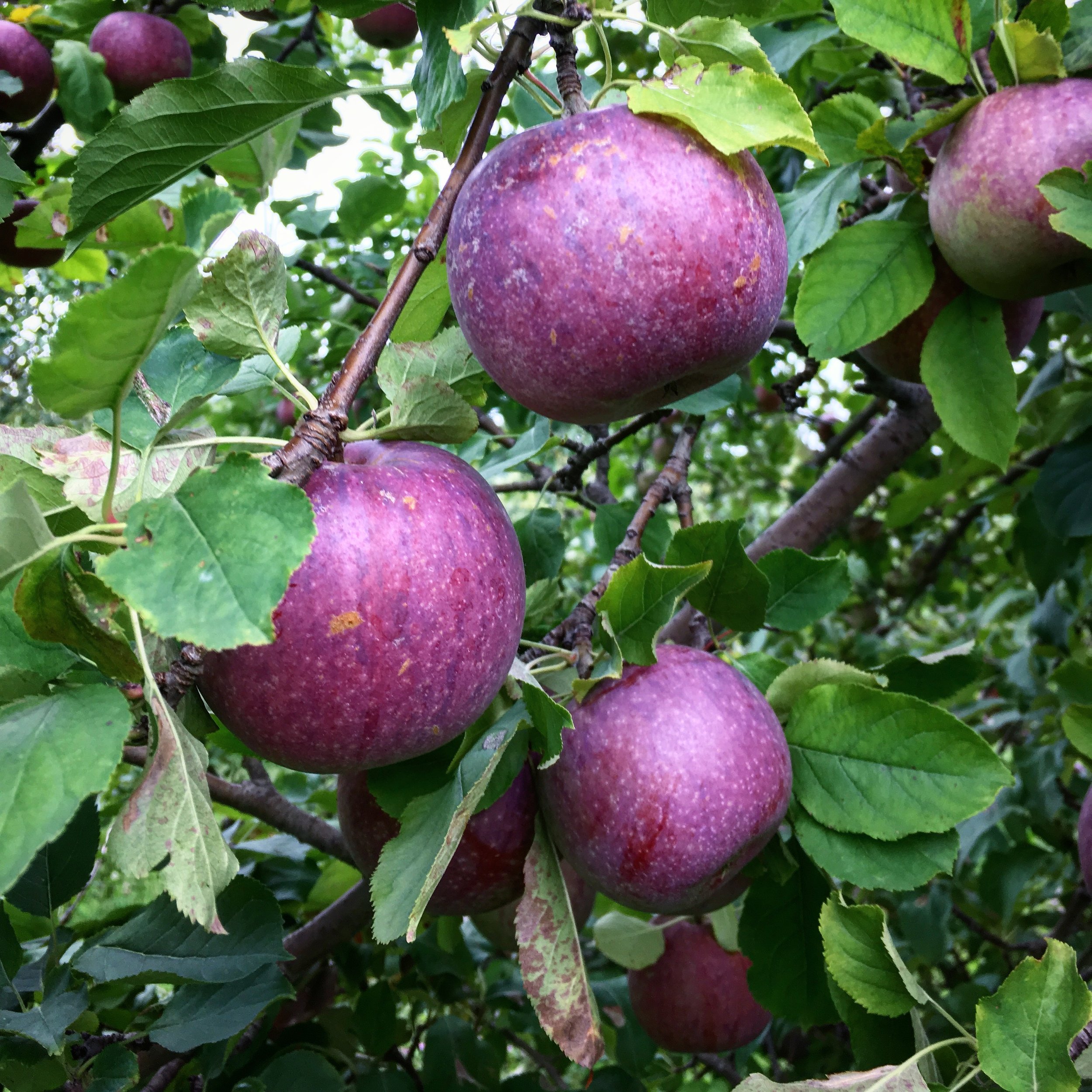 Apple Blue Pearmain