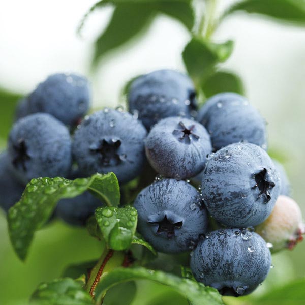 Vaccinium, Half-High Highbush Blueberry Northsky