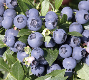 Vaccinium, Half-High Highbush Blueberry Northcountry