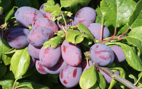 European Plum Blaisdon Red