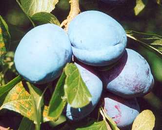 European Plum Diamond