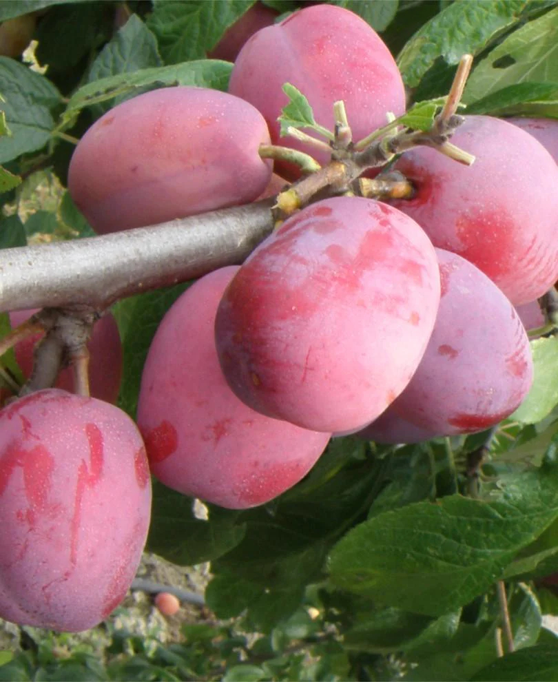 European Plum Victoria