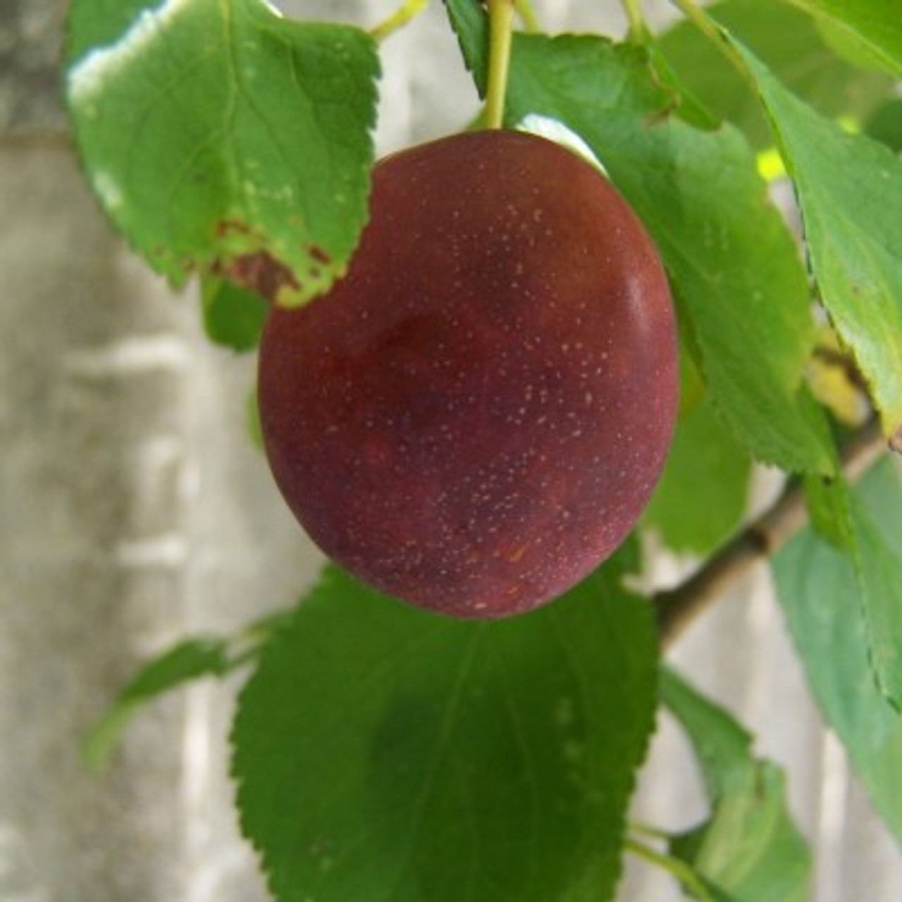 European Plum Belgian Purple
