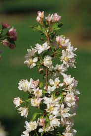 Flowering Crabapple Katherine