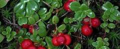 Vaccinium, Cowberry, Foxberry, Lingonberry, Mountain Cranberry 'Erntedank'
