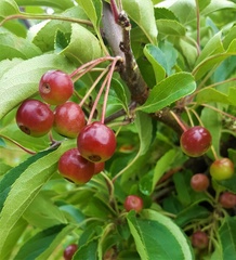 Manchurian Apple, Siberian Crabapple