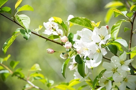 Sargents Crabapple Roselow