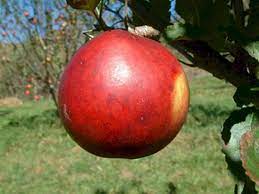 Apple Buff