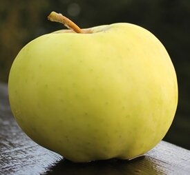 Apple Bullet