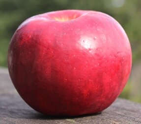 Apple Burgundy