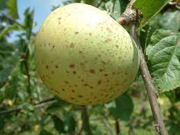 Apple Burning Green