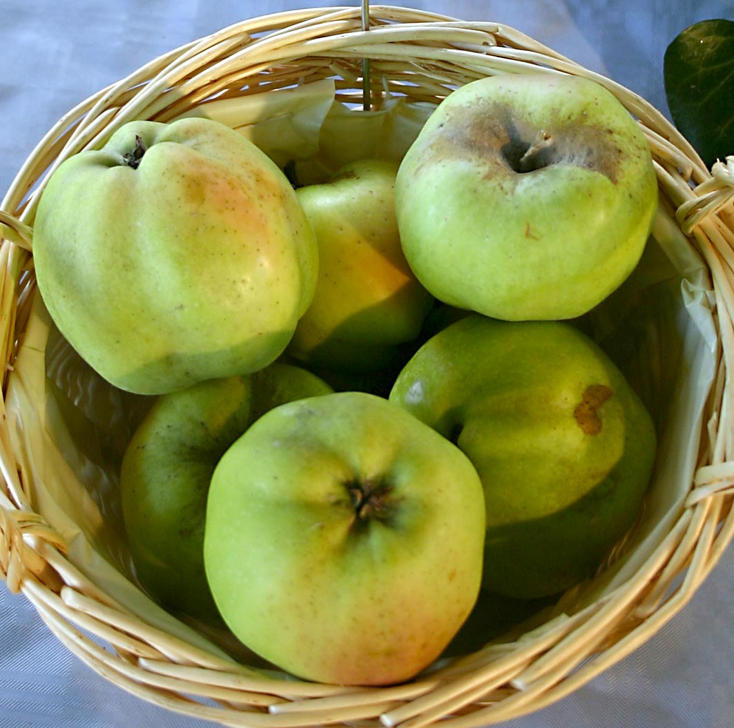 Apple Calville Blanc
