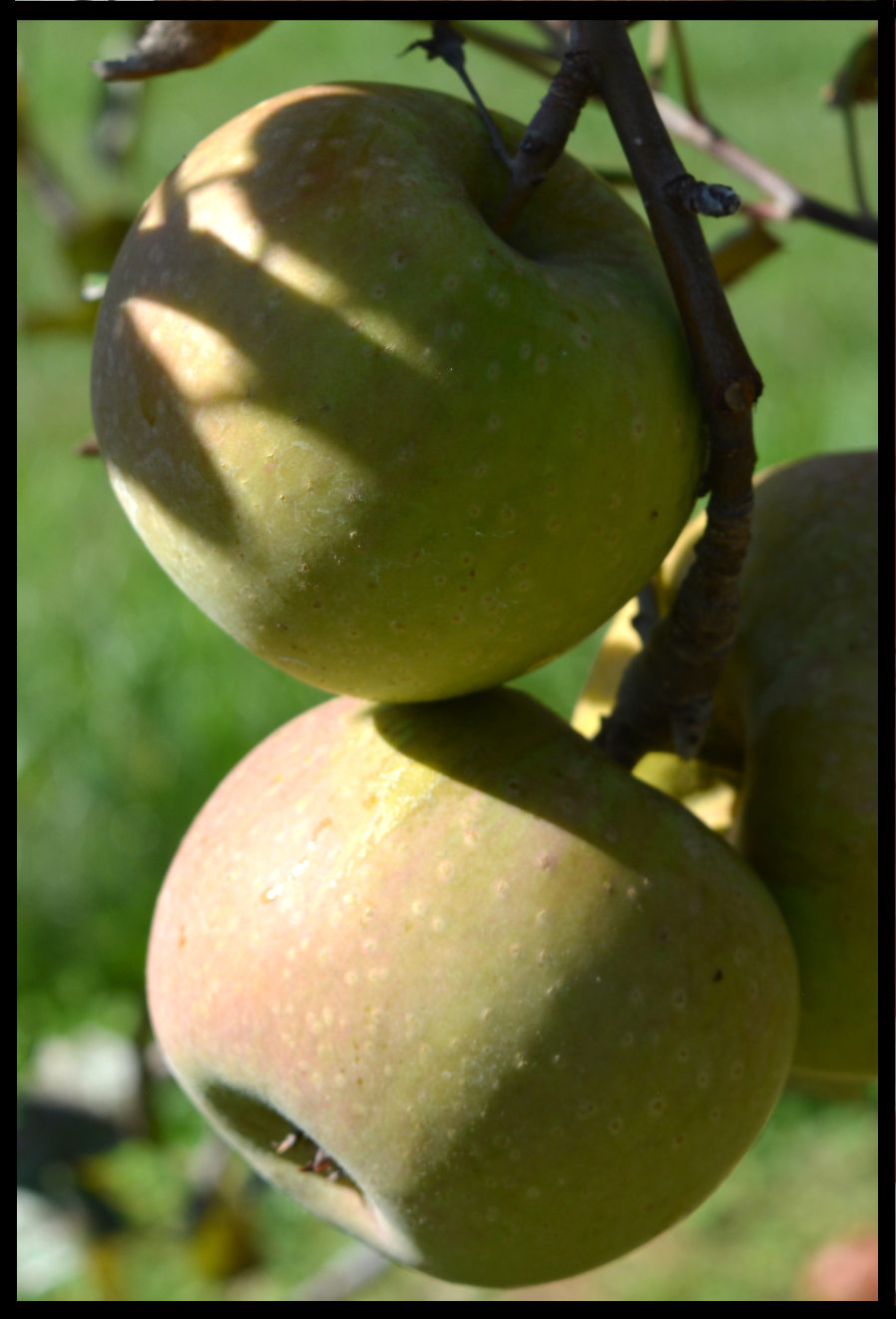 Apple Calvin