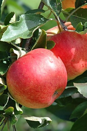 Apple Canada Red