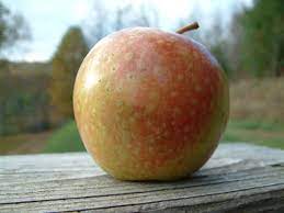 Apple Cannon Pearmain