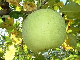 Apple Carolina Pippin