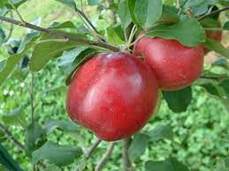Apple Carolina Red June