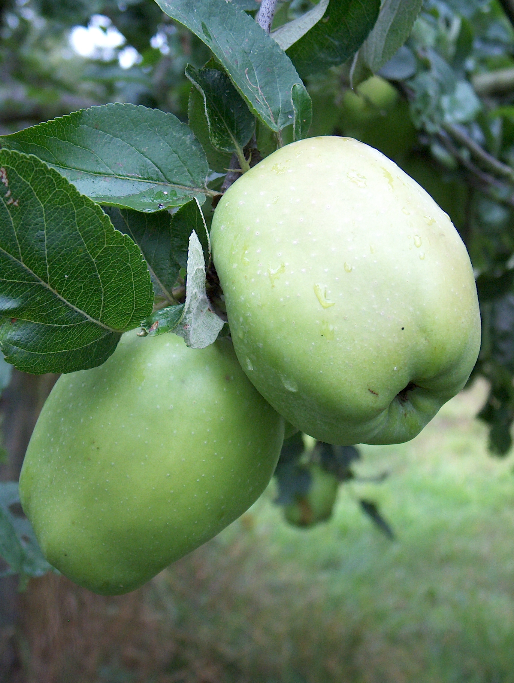 Apple Cathead