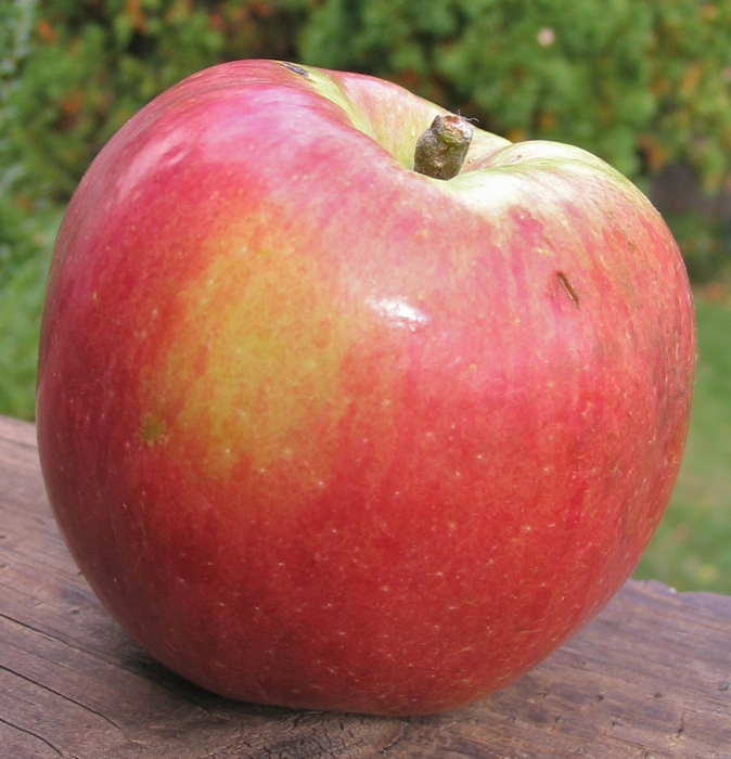 Apple Chandler