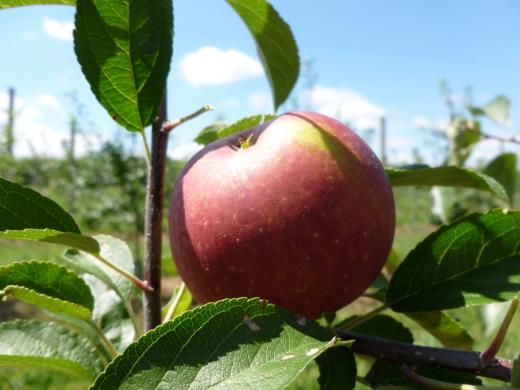 Apple Cherryville Black