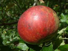 Apple Chesney