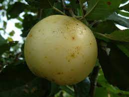 Apple Claras Creek Apple