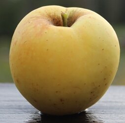 Apple Claygate Pearmain