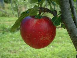 Apple Coffey Seedling