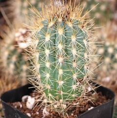 Pilosocereus gounellei