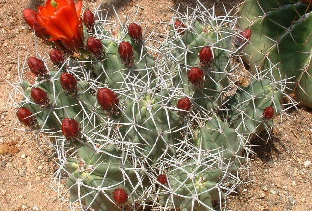 Echinocereus triglochidiatus var. gonacanthus