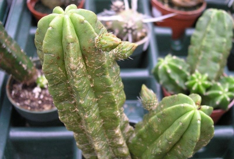 Echinocereus viereckii subsp. morricalii