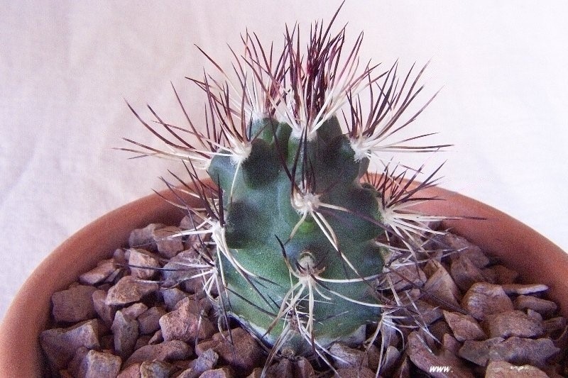Echinocereus viridiflorus subsp. davisii