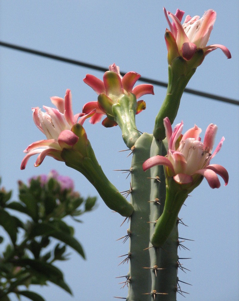 Cereus hankeanus