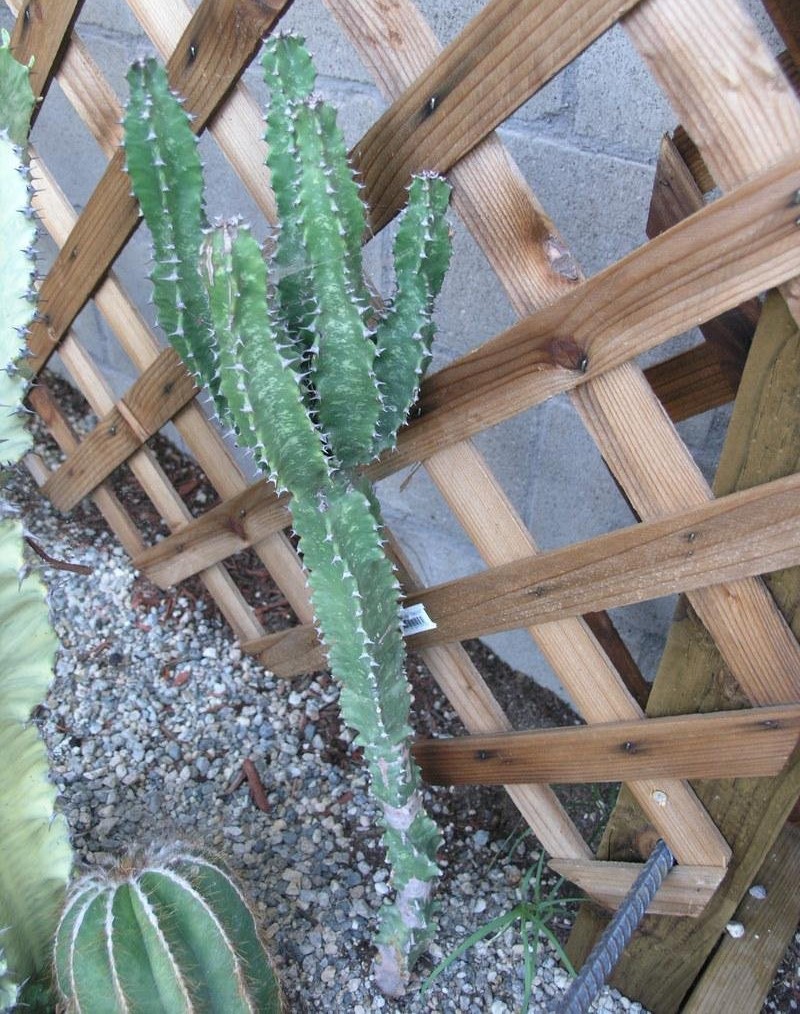 Euphorbia ingens
