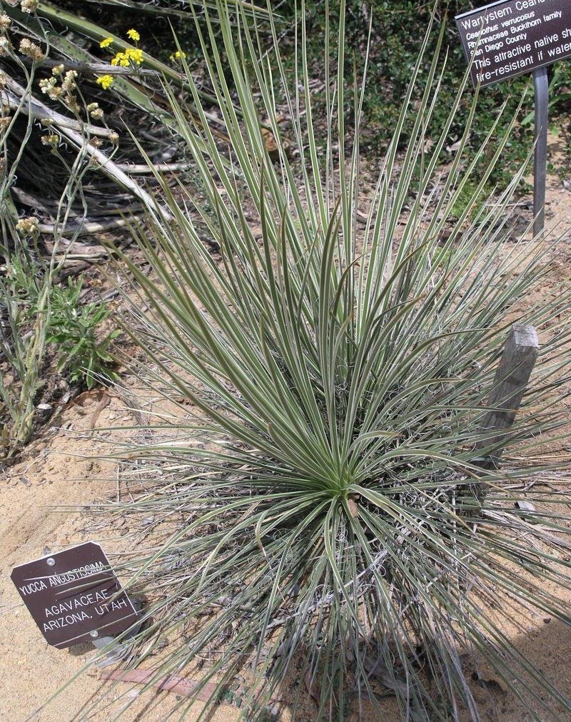 Yucca angustissima