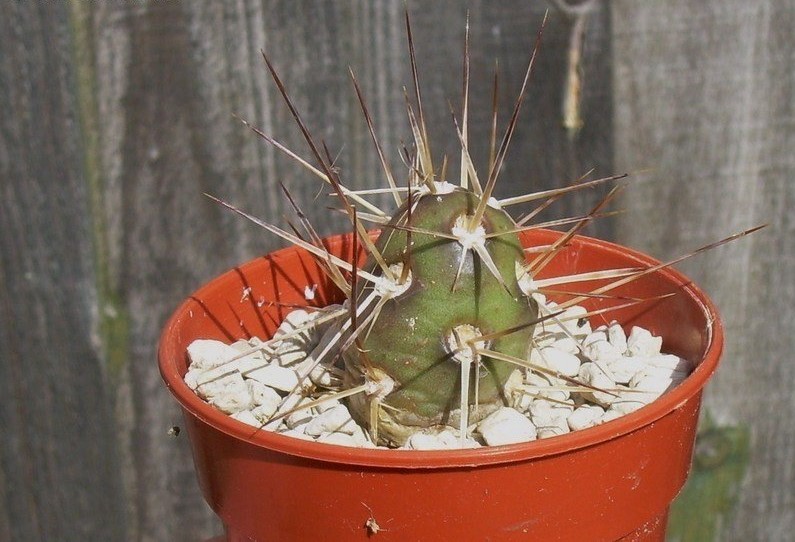 Maihueniopsis darwinii