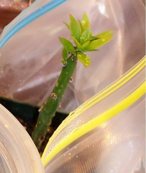 Pereskiopsis porteri