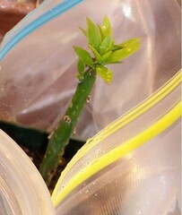 Pereskiopsis porteri