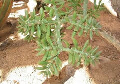 Quiabentia verticillata