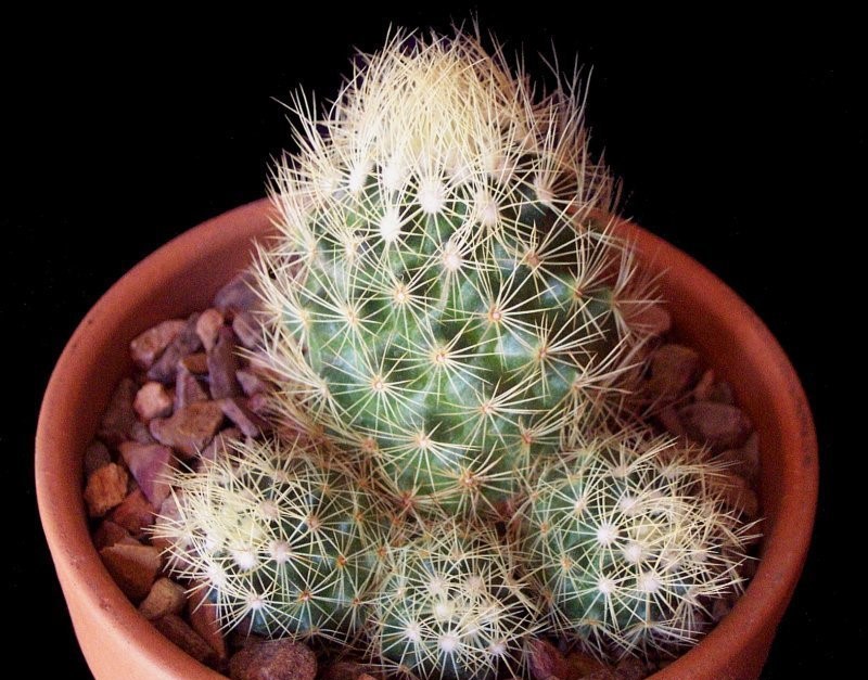 Acharagma roseana