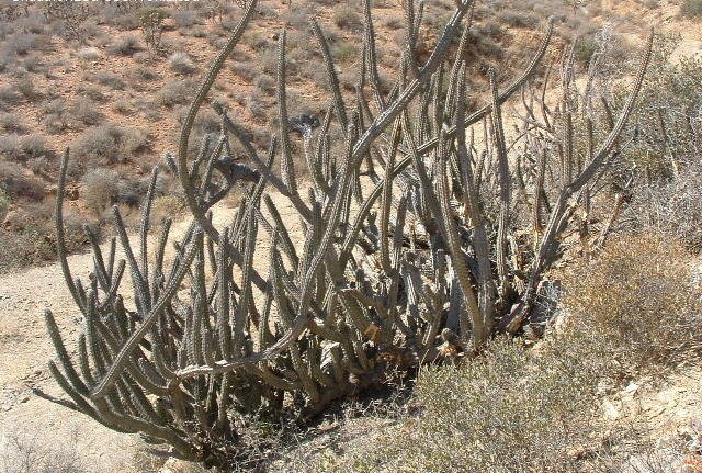 Stenocereus gummosus