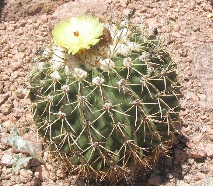 Parodia erinacea
