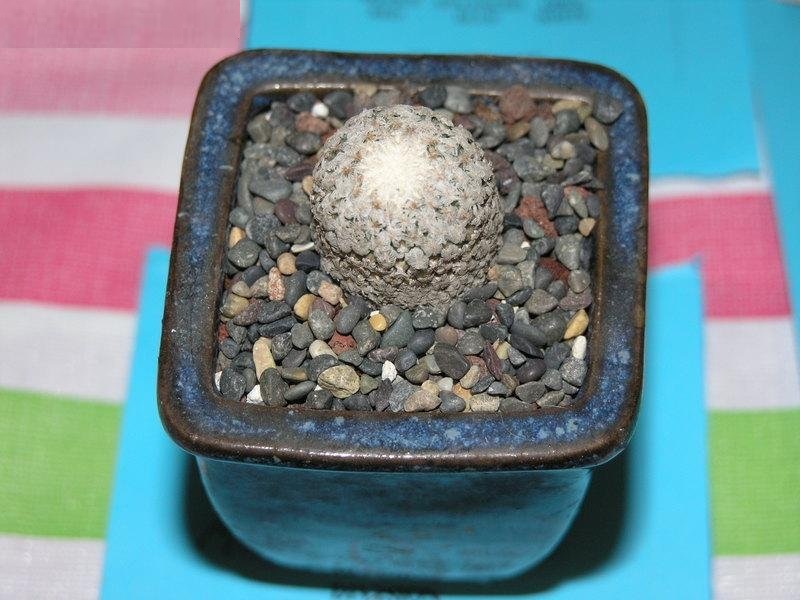 Turbinicarpus valdezianus