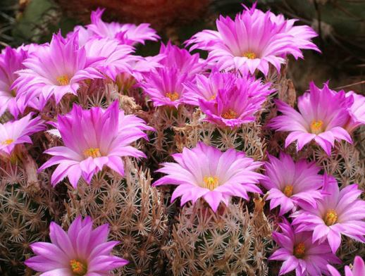 Escobaria minima