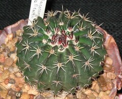 Parodia sellowii